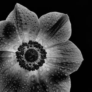 12449_Lars Andreassen_Fransk anemone_Diplom for flora